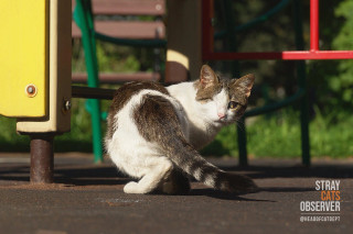 The one-eyed cat turned around to look at us