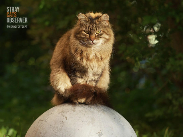 Fluffy tabby cat sits on concrete ball in warm evening sun