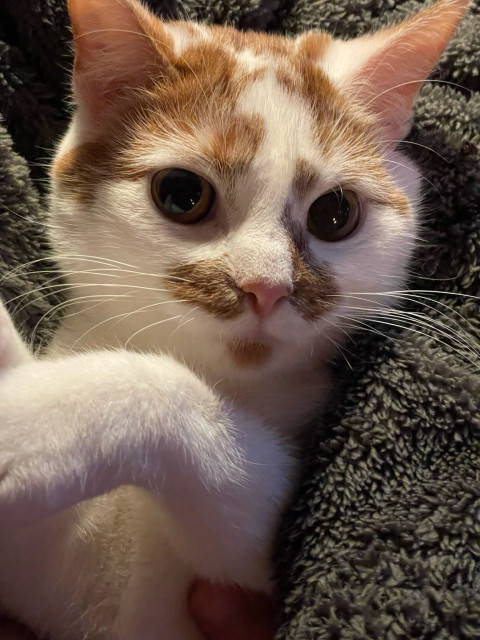 A white cat with orange patches and a pink nose (Peaches) being held like a baby. Her face is very cute. 