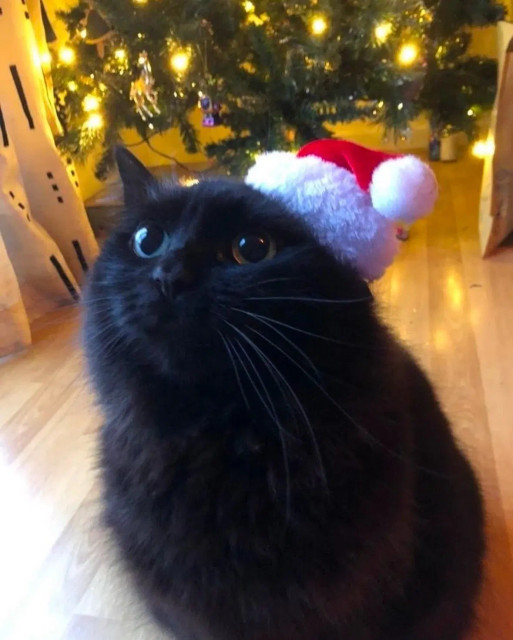 a photo of a jolly black cat wearing a little christmas hat infront of a glowing christmass tree