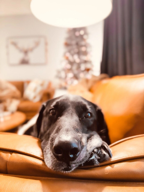 Drake my doggo on his couch in front on a Christmas tree