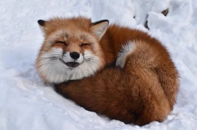 Picture of a Fox