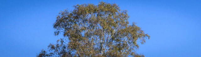 the canopy of a birch tree against a blue sky