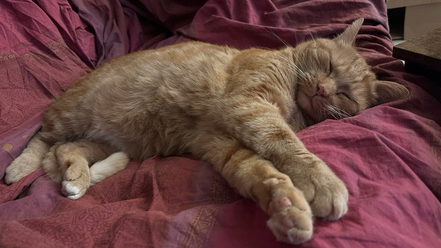 George the sleepy cat 