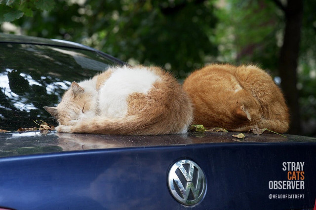 Two cats sleeping curled up on the trunk of a car