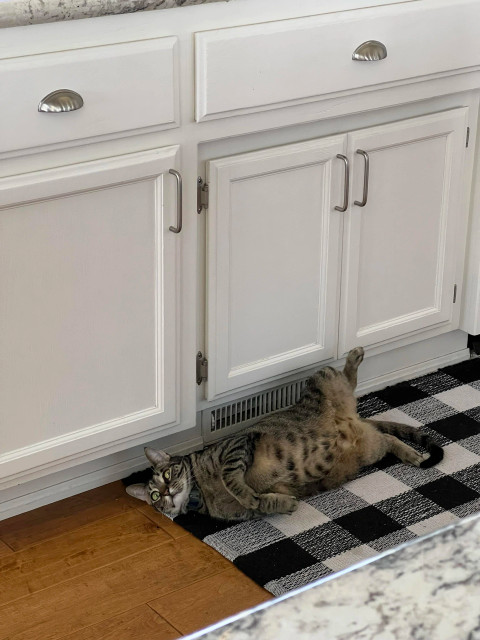 A dark brown tabby cat is splayed in a most ungracious pose directly in front of a heating vent placed under the cabinets. He looks up toward the camera in a manner that is at once surprised and dismissive. 