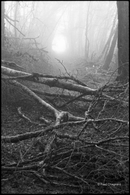 Felled by the winds, a tree blocks a small path in the Bugey Mounts. A misty picture taken with a 35mm camera on black and white negative film. 