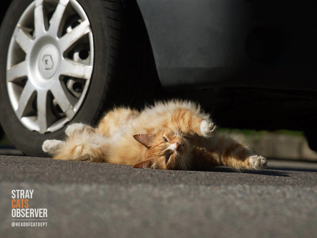 A ginger cat stretches while lying in the sun