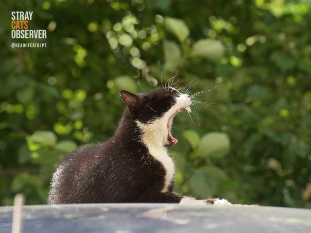 Black and white cat yawns while lying on the roof of a car