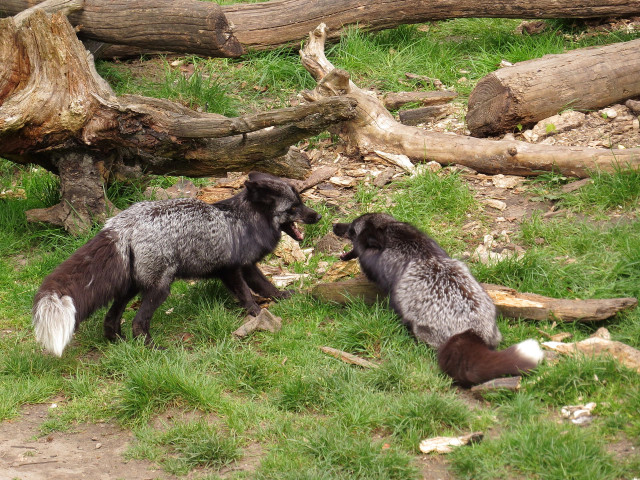 Two silver foxes having an argument. Judging by the picture and the left ones' ludicrously fluffy tail it might be about who has the bigger... tail.