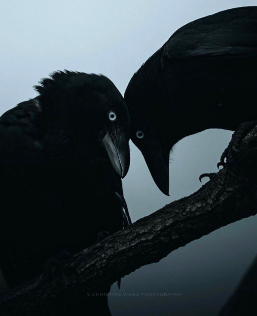 Two jet black black crows on a dark branch touch heads against a grey foggy background