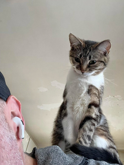 Tabby kitten on my shoulder watching me have my morning coffee