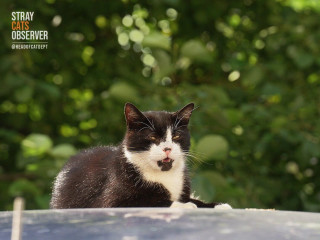 Tuxedo cat is lying on the roof of a car and looking at us