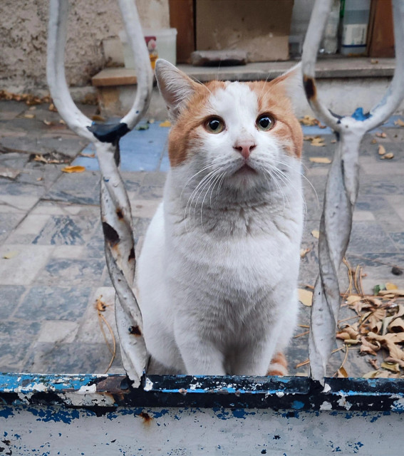 A visibly well-fed stray ginger and white cat, standing behind the fence of an abandoned old house, looking directly at the camera.