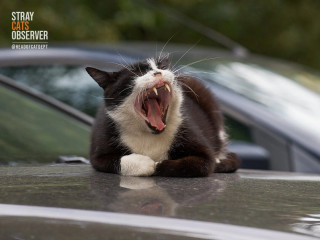 Black and white tuxedo cat yawns for the second time