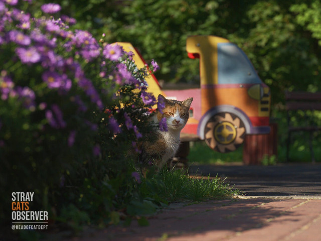 A tricolor cat peeks out from behind flower bushes