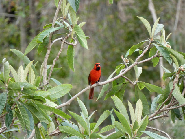 An intensely red cardinal bird perched among the muted green leaves and lightest brown branches of a loquat tree in a subtropical central Florida winter. 