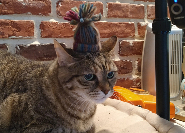 My cat, Tigrette an 12 years old tabby cat with a small hand made Xmas hat. She looks a bit in the void, as being in deep introspection about the day.