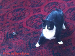 A tuxedo cat siting on a red carpet playing with a small catnip mouse toy.