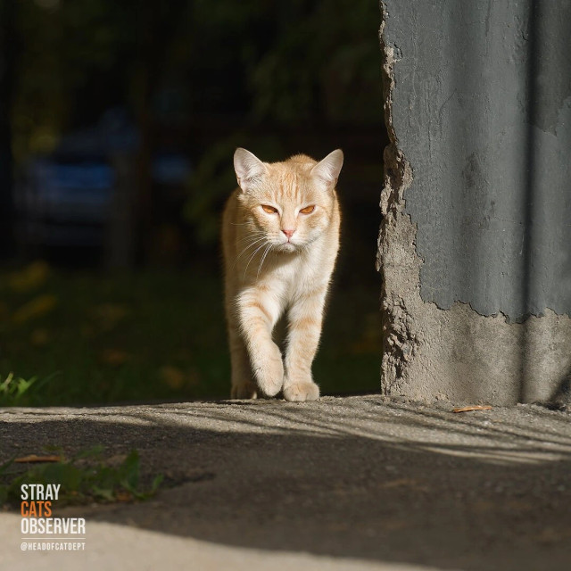 A ginger cat comes out from around the corner into the light