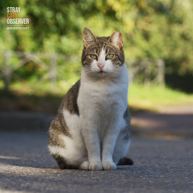 A tabby and white cat poses for us