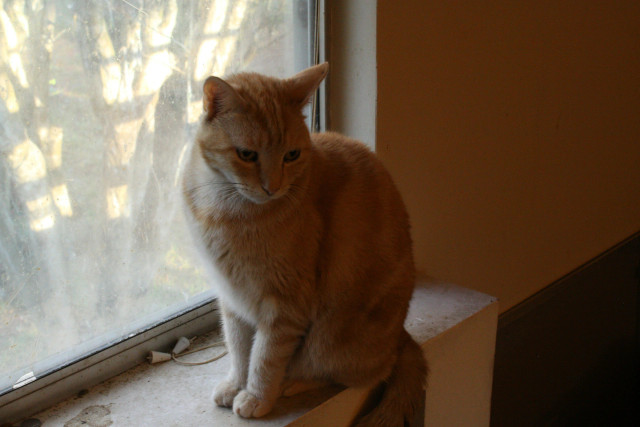 An orange tabby cat named Tiger sits on a window sill in a bedroom, studiously ignoring the camera.  It is morning outside and a large crepe myrtle tree is visible through the window.
