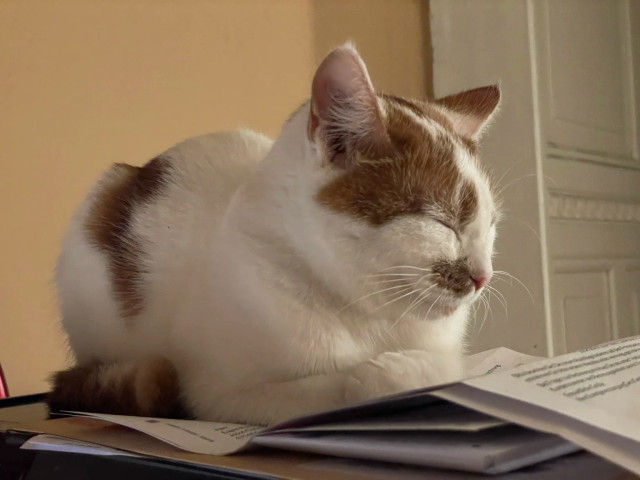 A white cat with orange patches and a pink nose (Peaches) is sleeping in the shape of a loaf of bread on top of my PC. 