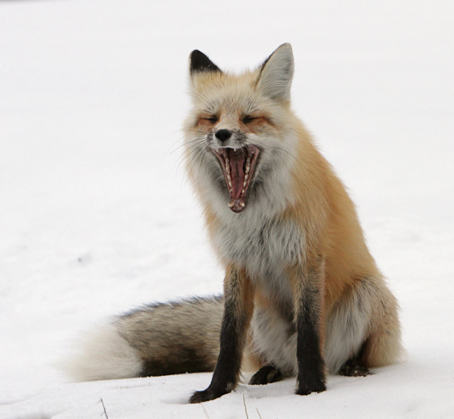 A very fluffy red fox sits on a snow covered ground. It yawns and is very unimpressed by the cold. Try harder next time, nature.
