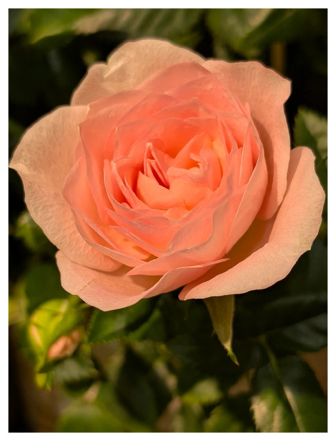 flower shop. close-up of a peach-colored mini-rose with out of focus buds and leaves in the background.