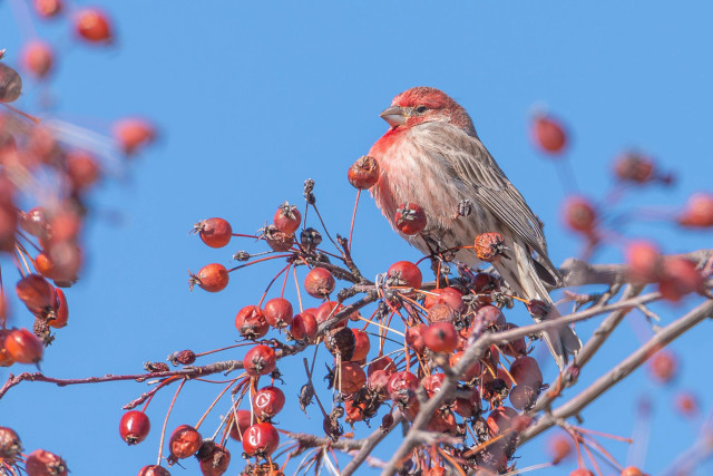 Photograph of a male house finch perched on a gray branch covered with over-wintered crap apples with a blue sky in the background. The finch is left leaving one eye visible. It has fluffed up its chest feathers to keep warm in cold weather but looks as though it has its breast thrust forward. Male house finches have white and brown mottled feathers with a strawberry-red blush around the head and chest that varies in intensity from male to male. They have brown backs, brown wings with white edging, dark eyes, a silvery-grey beak, and black legs and feet.