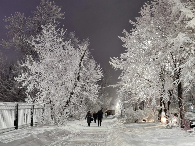 Утренняя аллея, окруженная деревьями в снегу.