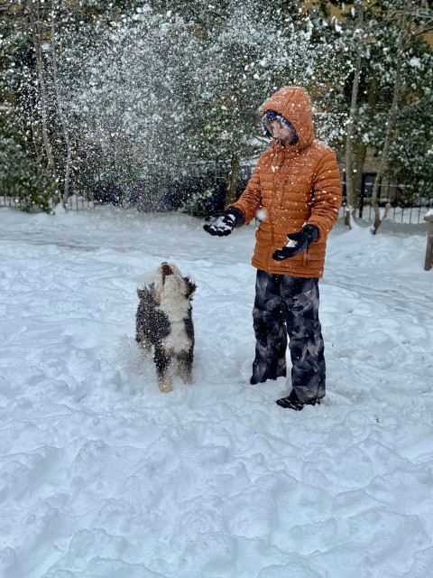 A black and white dog enjoying the snow