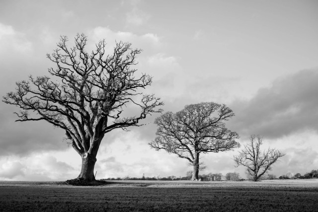 A black and white photograph of three large trees against a cloudy sky. 