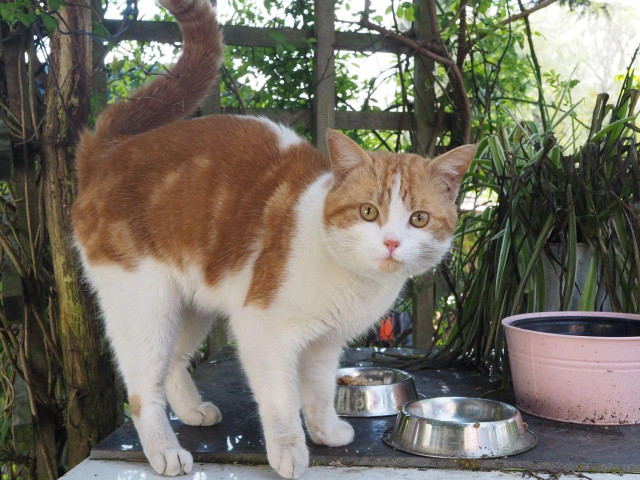 A thick white and orange cat, standing on a platform with a bewildered expression on his cute face.