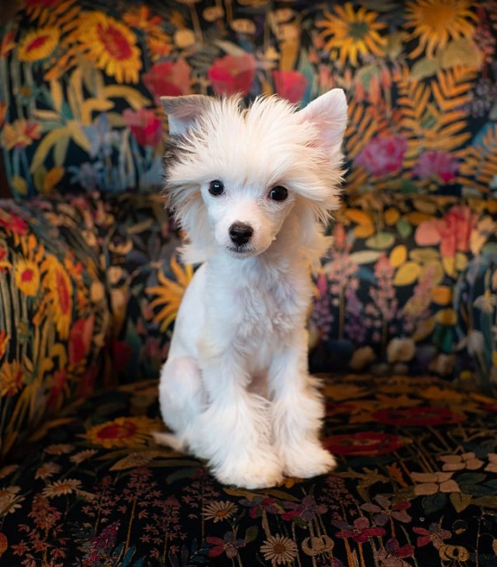 
https://commons.wikimedia.org/wiki/File:Barbarella_the_Chinese_crested_puppy_(72339).jpg


Creative Commons Attribution-Share Alike 4.0