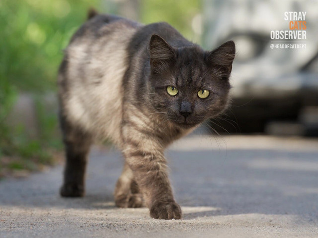 A dark tabby cat cautiously approaches us