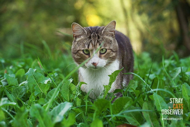 A tabby, cross-eyed cat approaches us through the tall grass