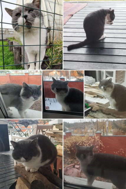 Collage of my cat. White and grey.