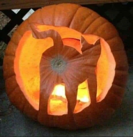 Carved pumpkin with kitty outline. You can see its kitty b-hole.