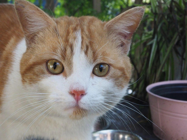 A close up of an orange and white cat's cute face, very round and sweet.