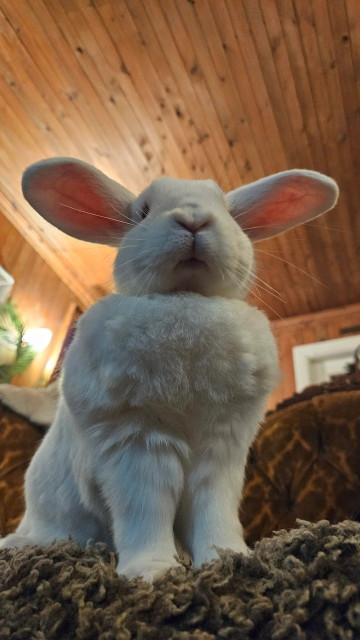 A white rabbit sitting on an old couch, viewed from below, looking majestic.