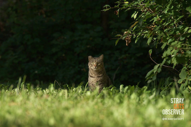 A tabby cat watches us from a distance