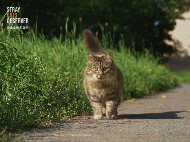 A fluffy tabby cat is walking along the path towards us