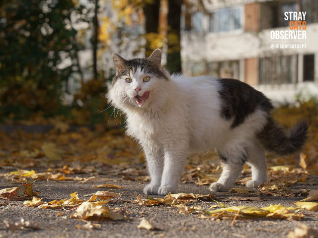 Fluffy tabby and white cat stands and licks itself