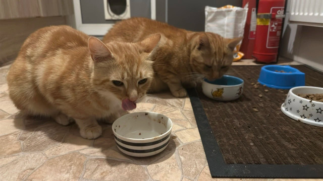 George and Washy eating their foodies 