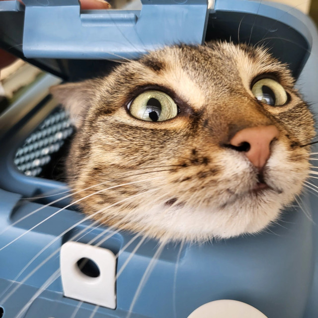 A tabby cat pushing her head out of a blue cat carrier