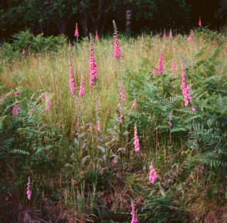 A colour photograph of long summer grasses and ferns with pink fireworks of foxgloves among them. 