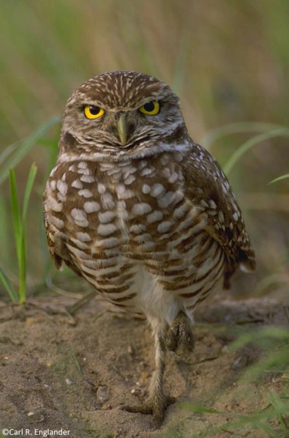 My color photo of a Burrowing owl (Athene cunicularia) at nest, Cape Coral, FL, USA ©Carl R. Englander