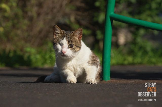 The one-eyed cat looks at us appraisingly