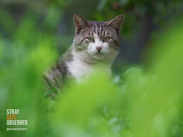 A tabby cat can be seen through the bushes